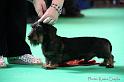 Crufts2011_2 812